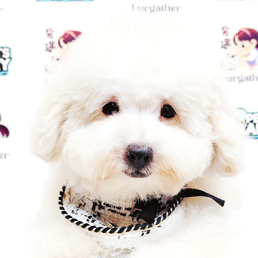 Bichonpoo Puppy