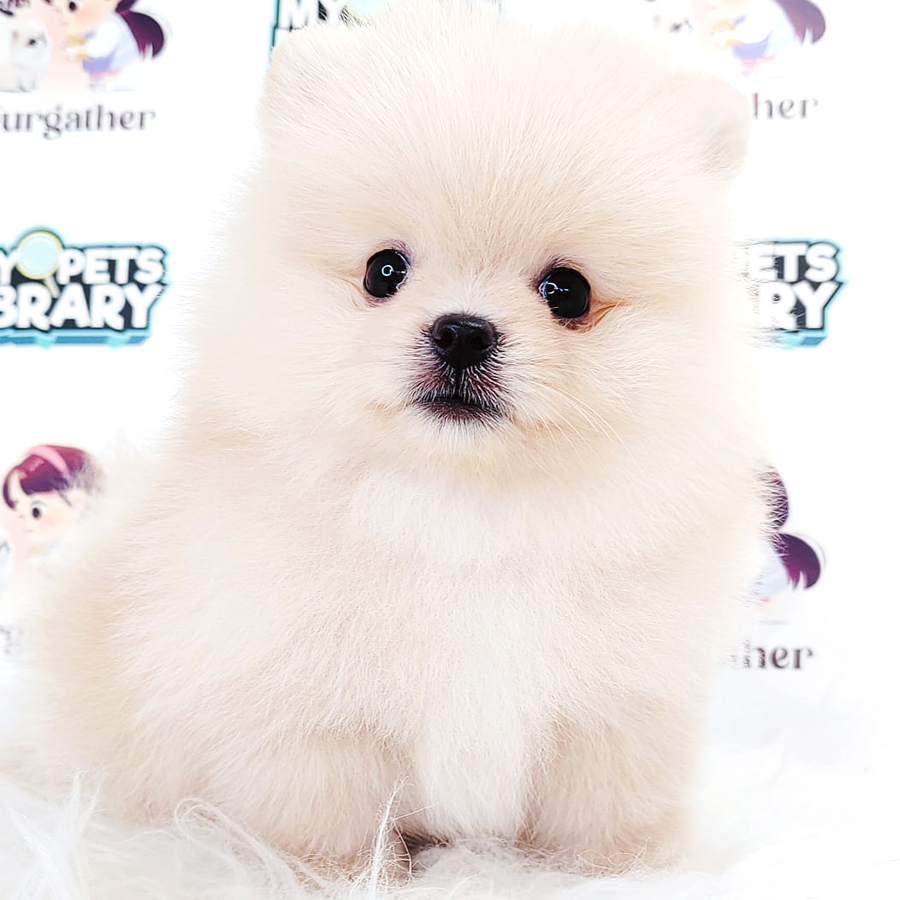 Tiny Pomeranian Puppy