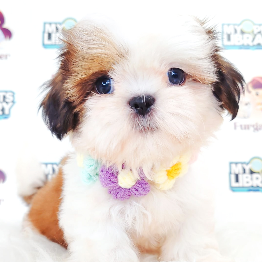 Shih Tzu Puppy