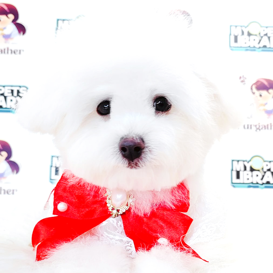 Maltipoo Puppy