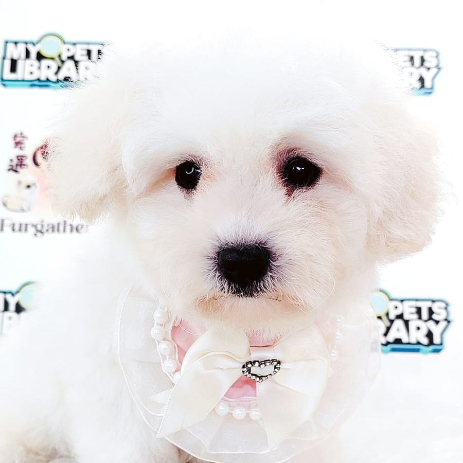 Bichon Frise Puppy