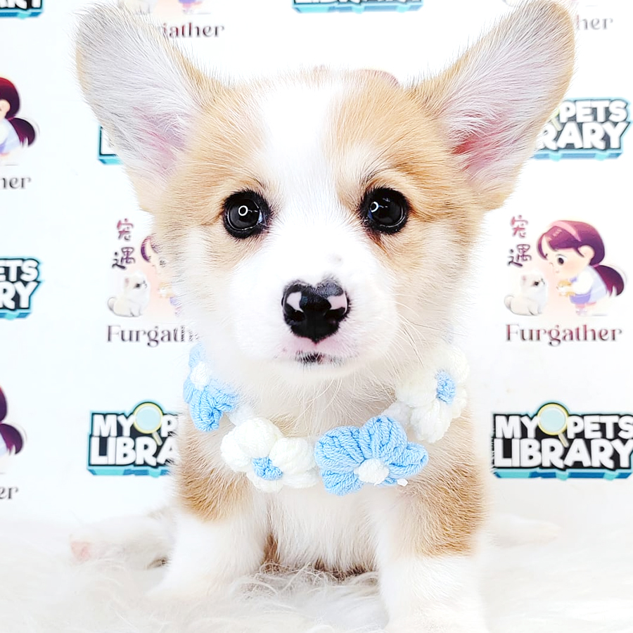 Corgi Puppy
