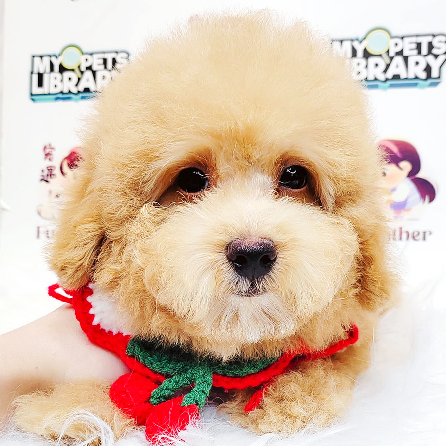 Poodle Puppy