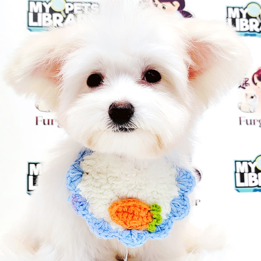 Maltese Puppy
