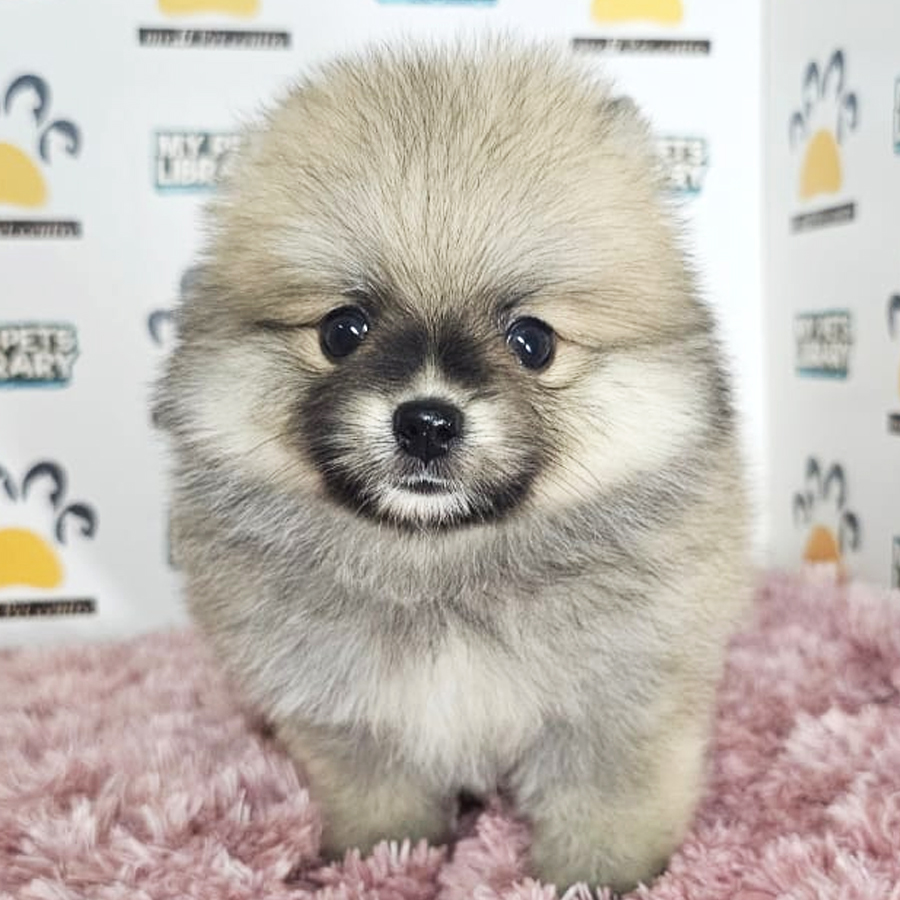 Tiny Pomeranian Puppy
