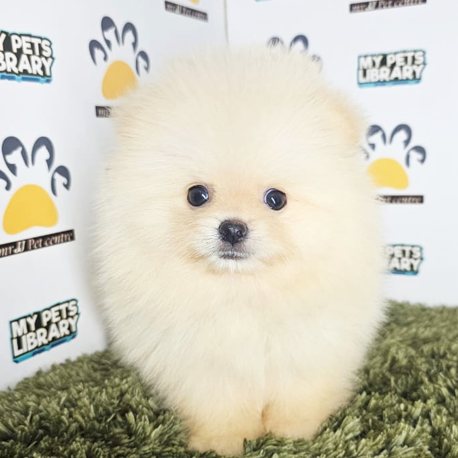 Tiny Pomeranian Puppy