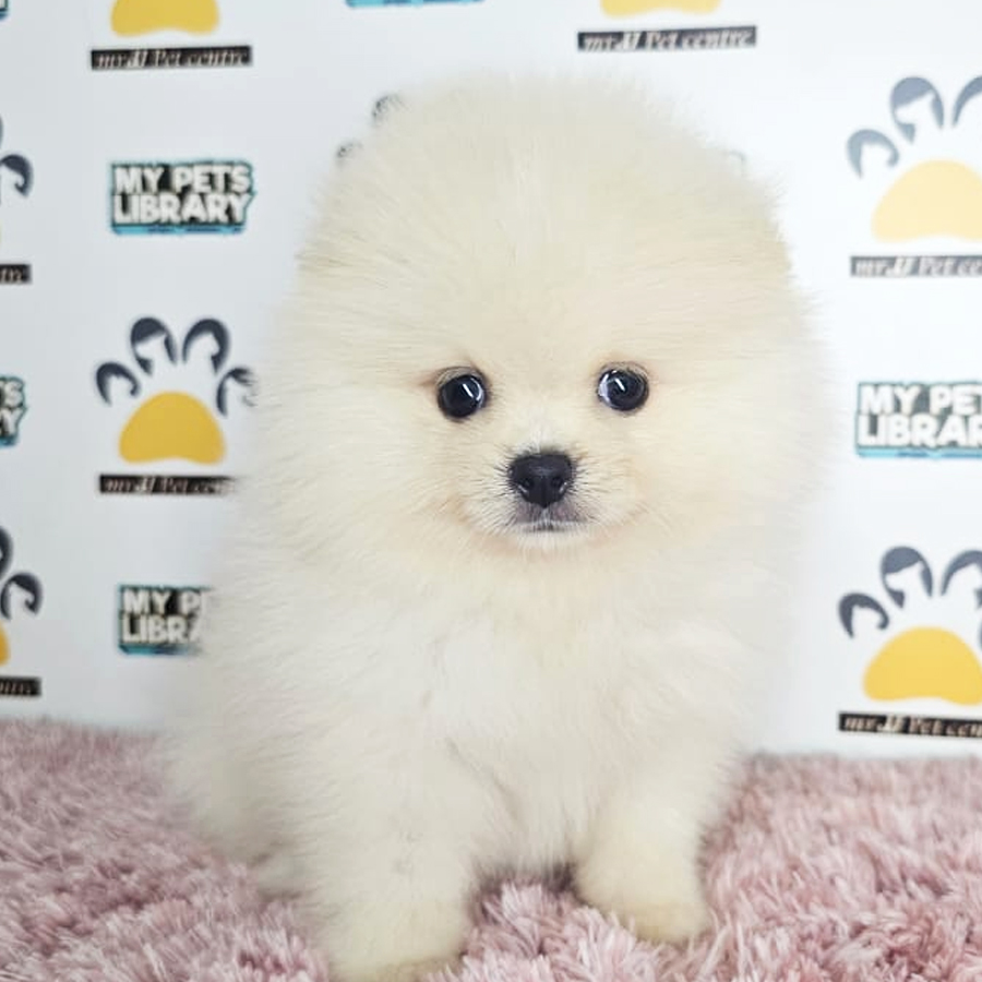Tiny Pomeranian Puppy