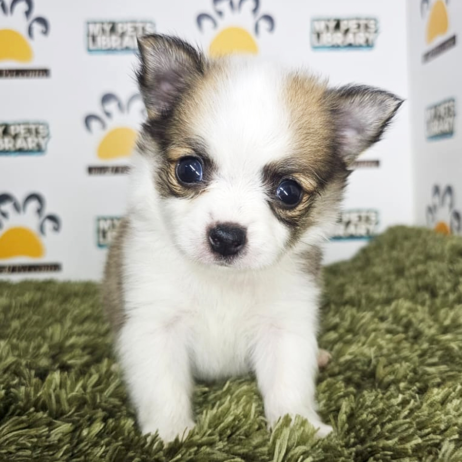 Chihuahua Puppy