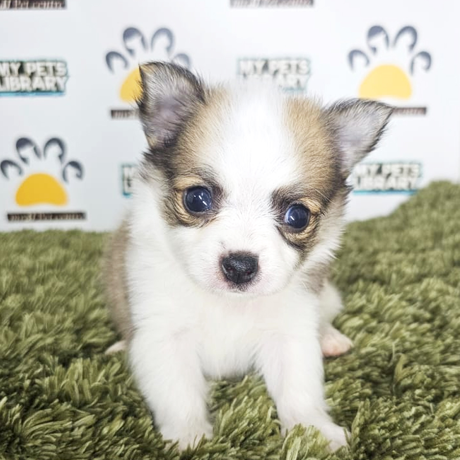 Chihuahua Puppy