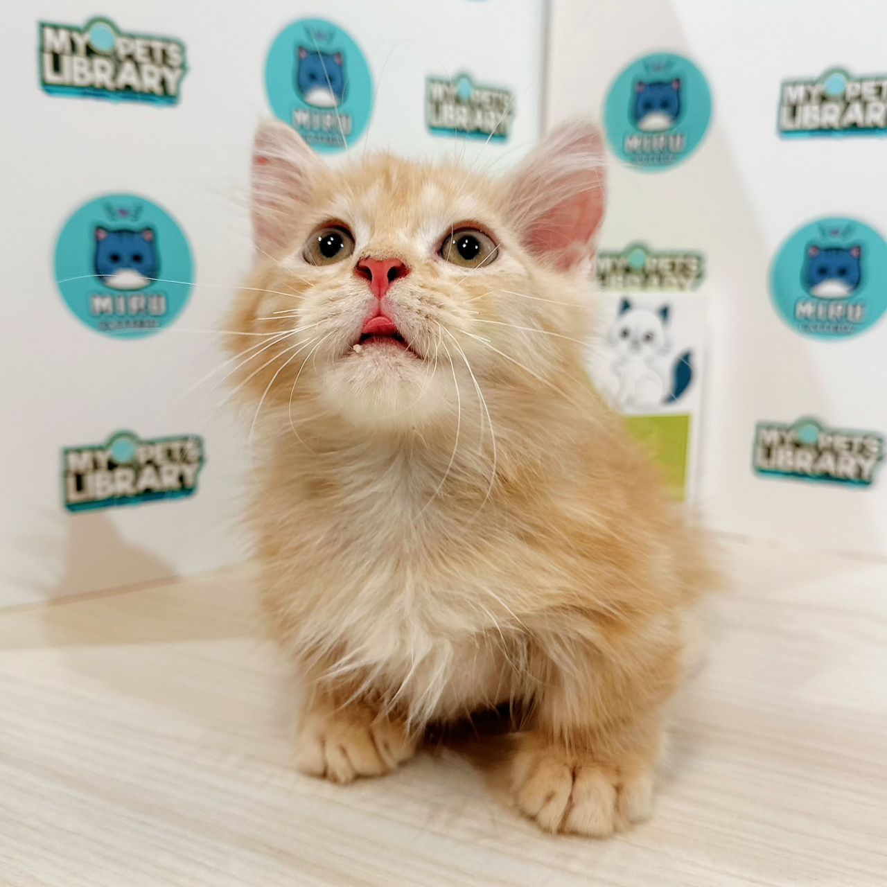 Munchkin Longhair Kitten