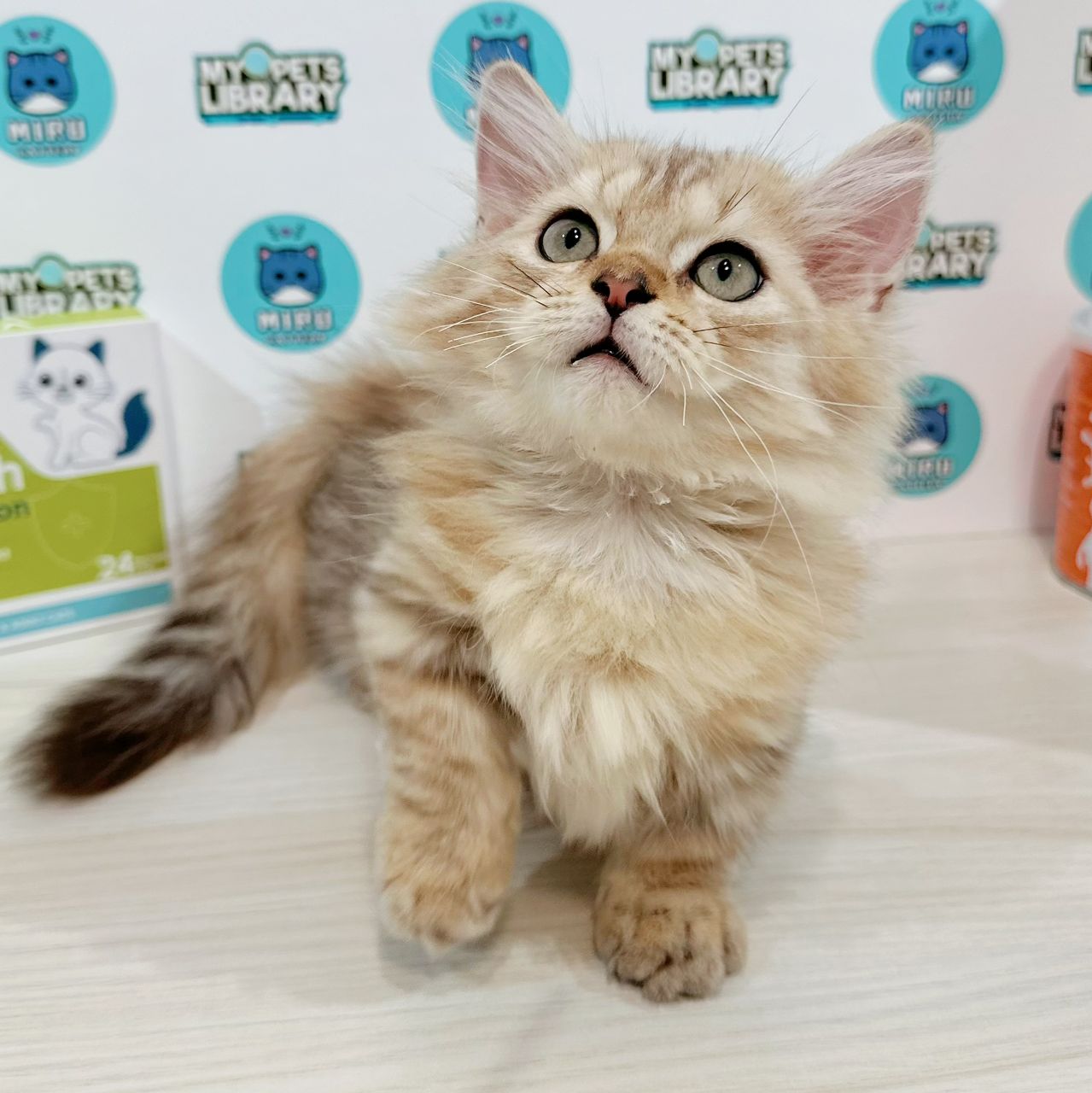 Munchkin Longhair Kitten