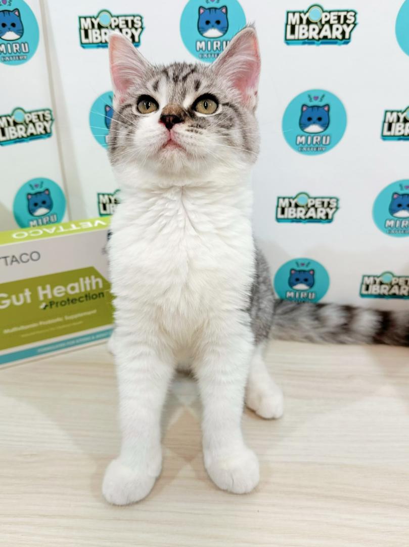 Scottishstraight Kitten