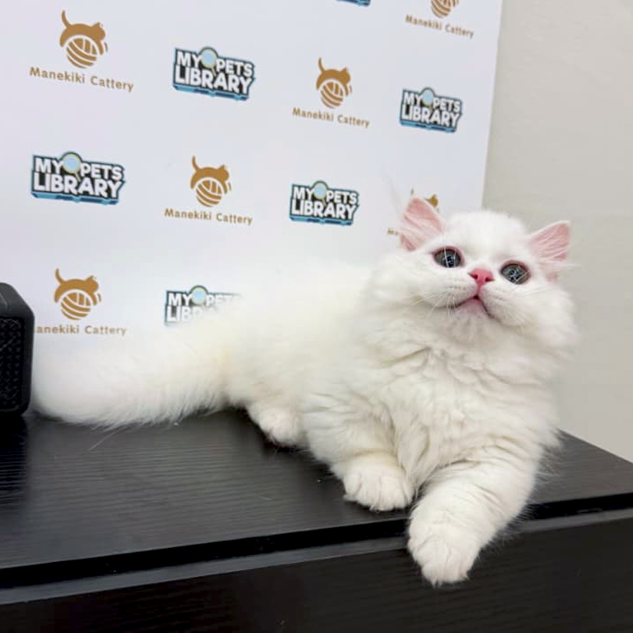 TICA Minuet Napoleon Kitten