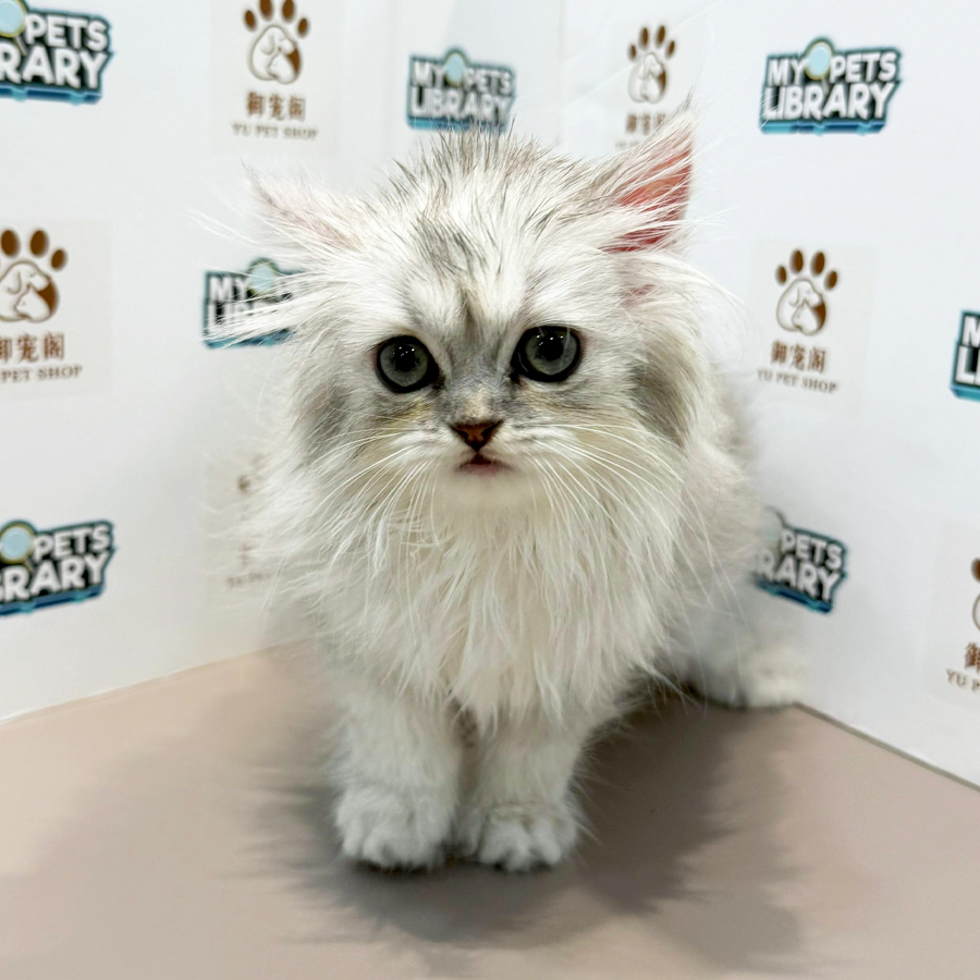 British Longhair Kitten