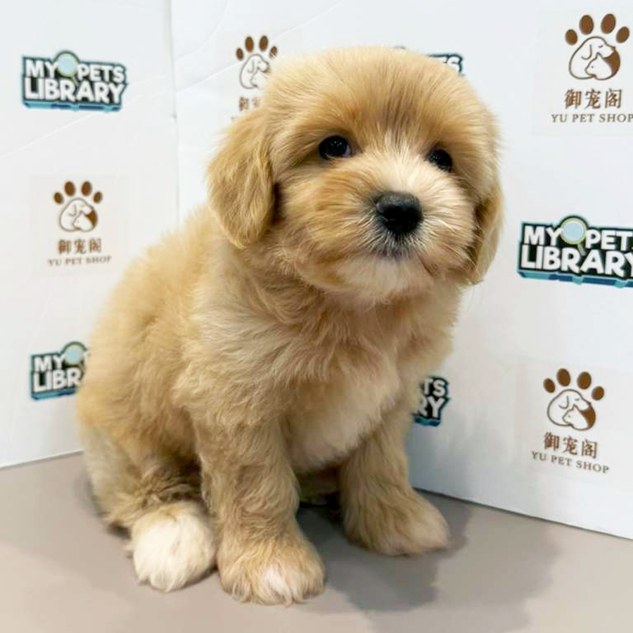 Maltipoo Puppy
