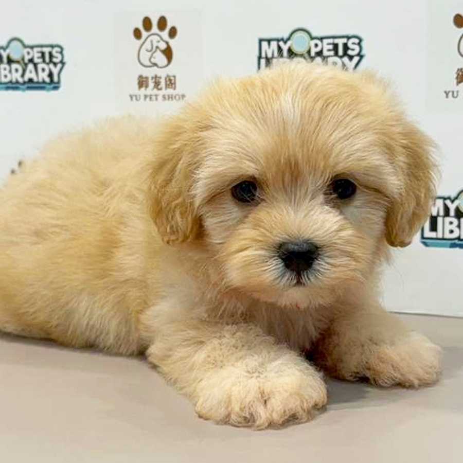 Maltipoo Puppy
