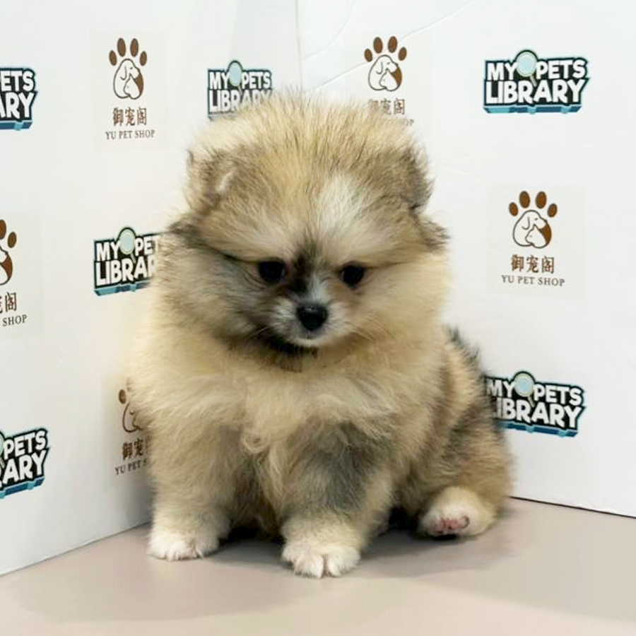 Pomeranian Puppy