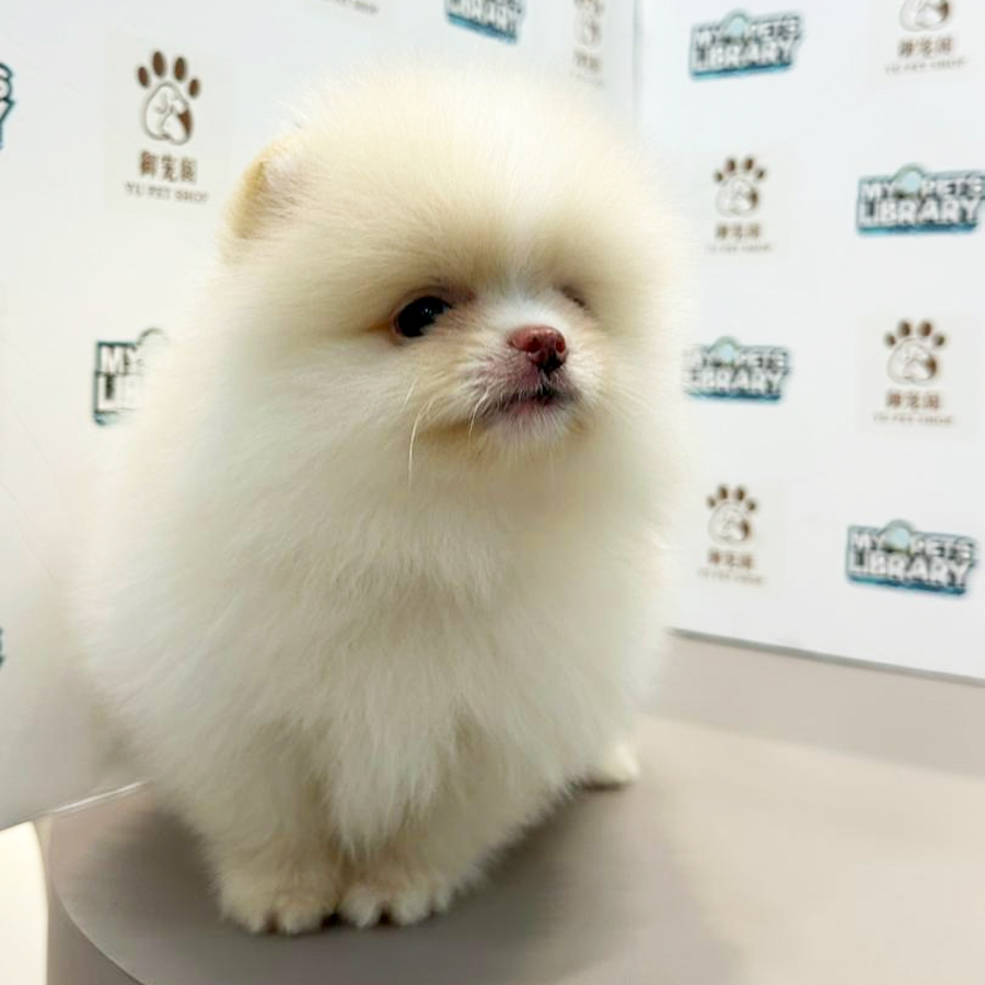 Pomeranian Puppy