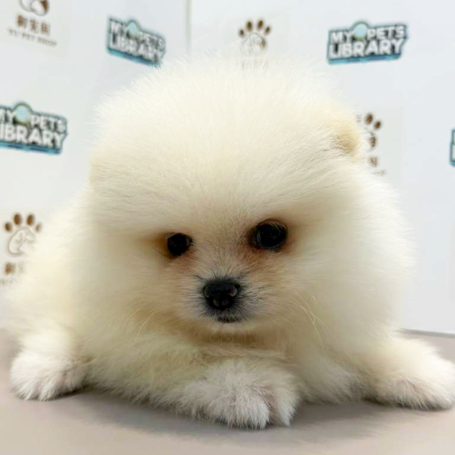 Pomeranian Puppy