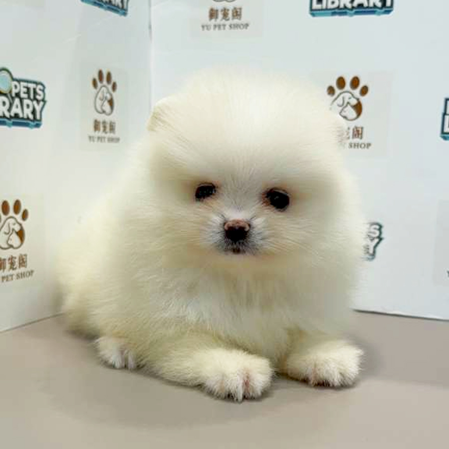 Pomeranian Puppy