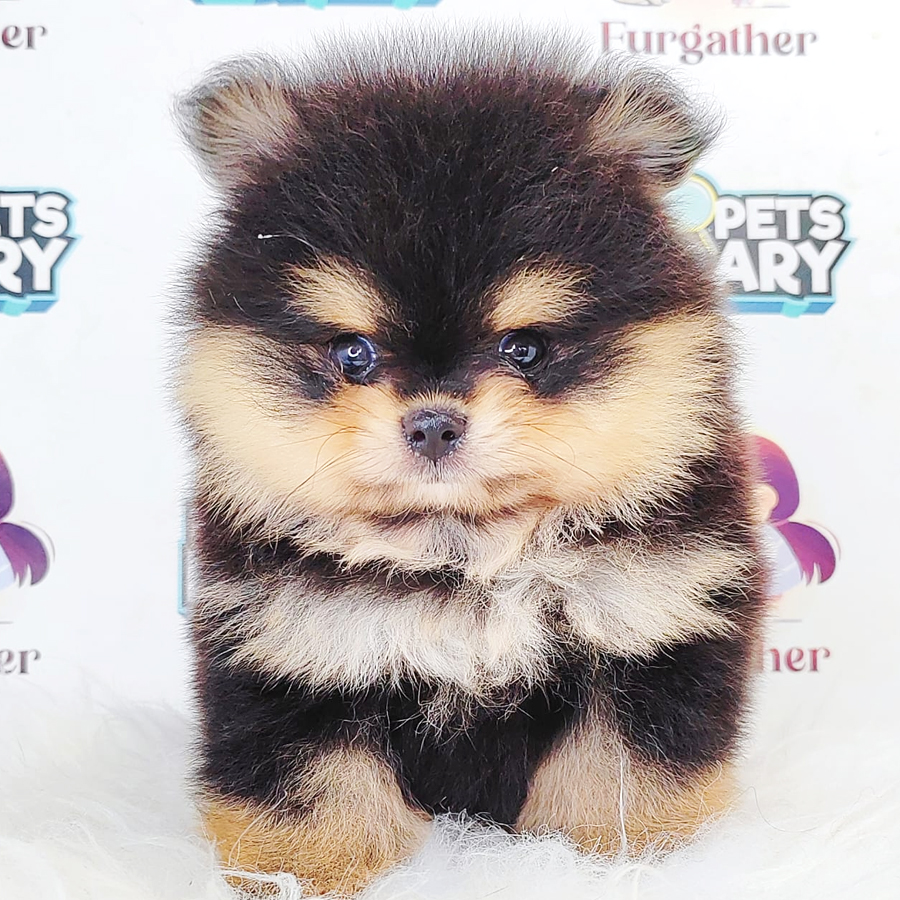 Pomeranian Puppy