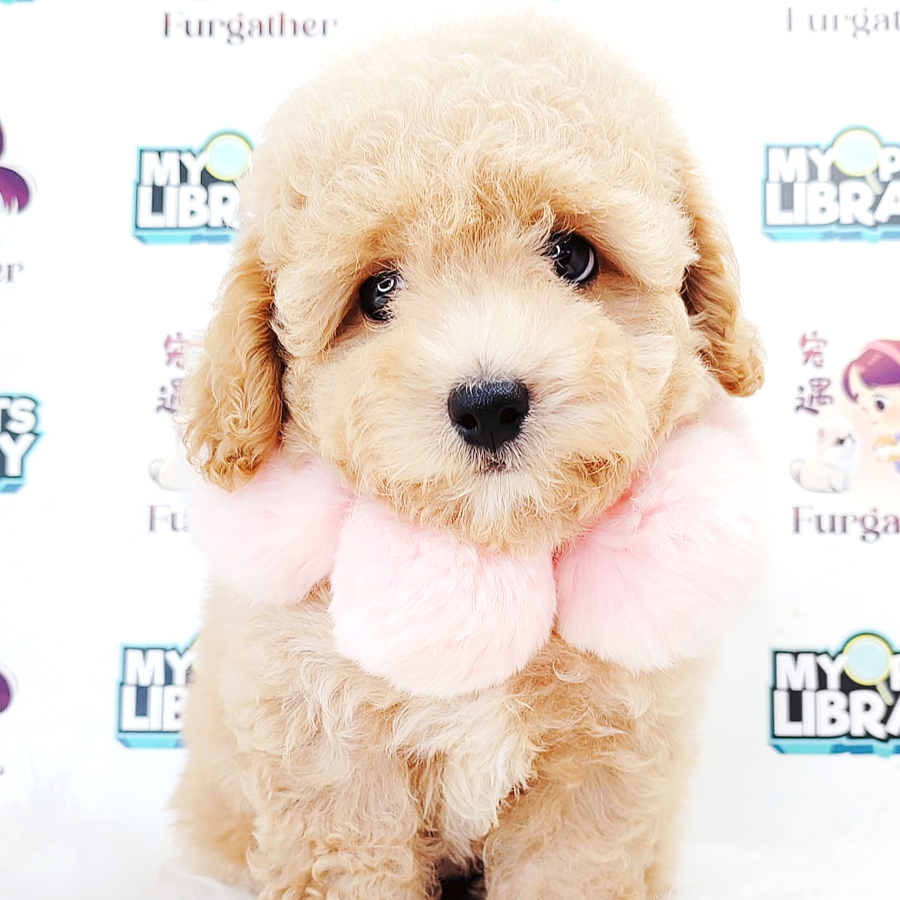 Poodle Puppy