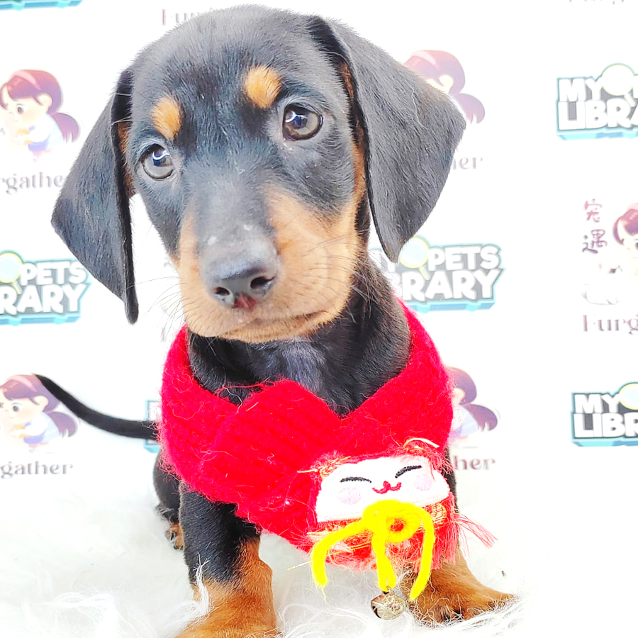 Shortcoat Dachshund Puppy