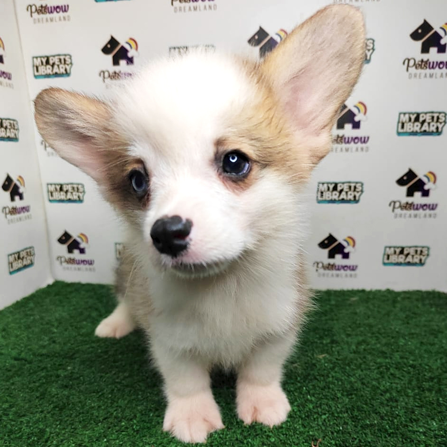 Pembroke Welsh Corgi Puppy