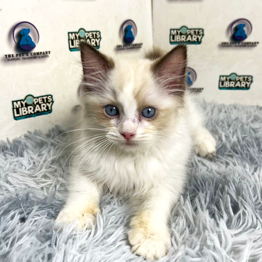 Ragdoll Kitten