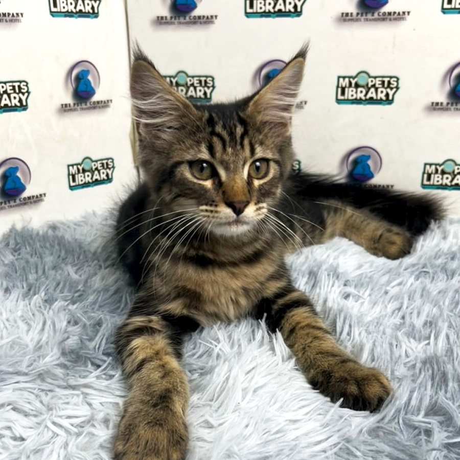 Mainecoon Kitten
