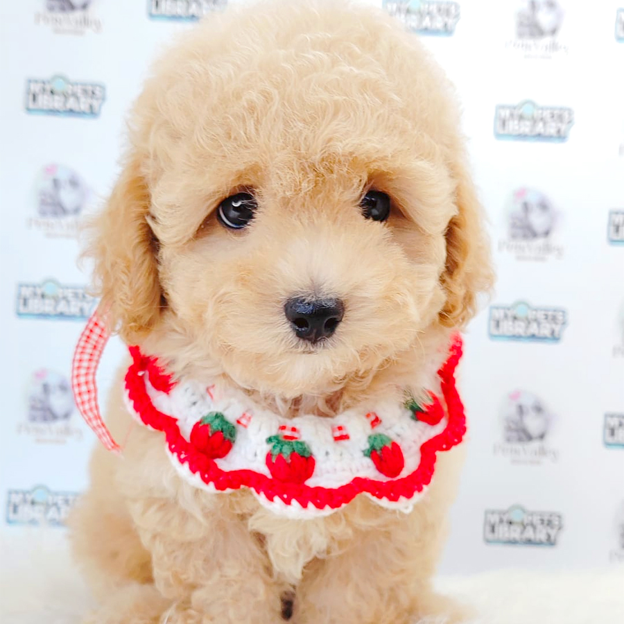 Toy Poodle Puppy