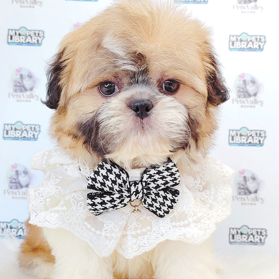 Shih Tzu PuppyShih Tzu Puppy
