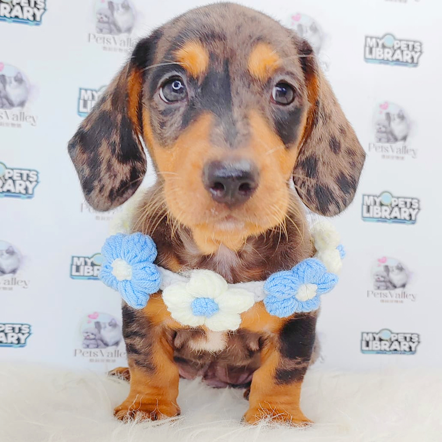 Dachshund Puppy