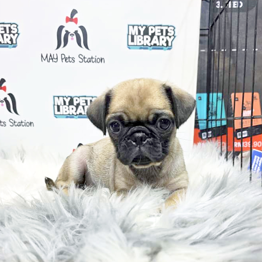 Pug Puppy