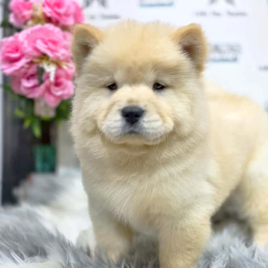 Chow Chow Puppy