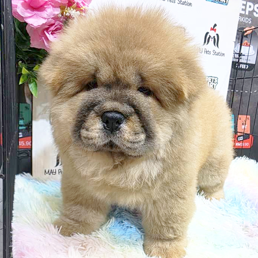 Chow Chow Puppy