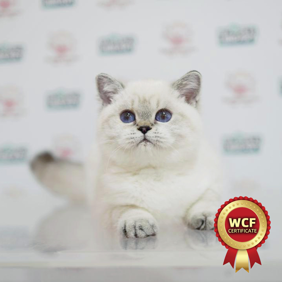 WCF British Shorthair Kitten