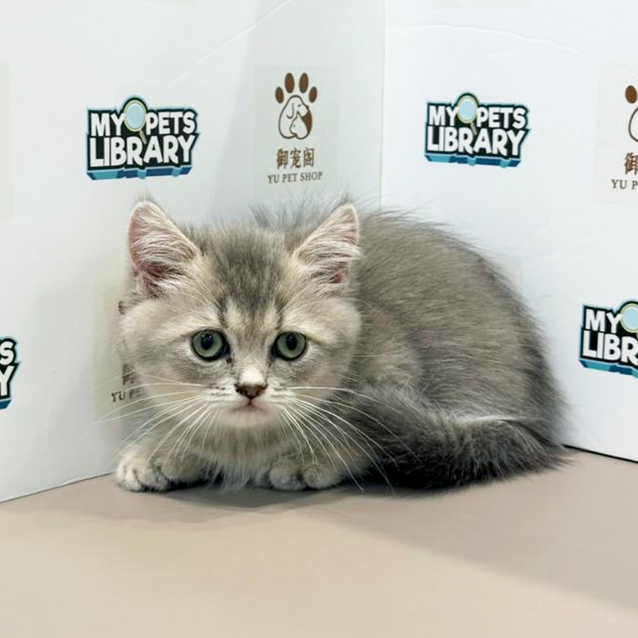 Munchkin Kitten