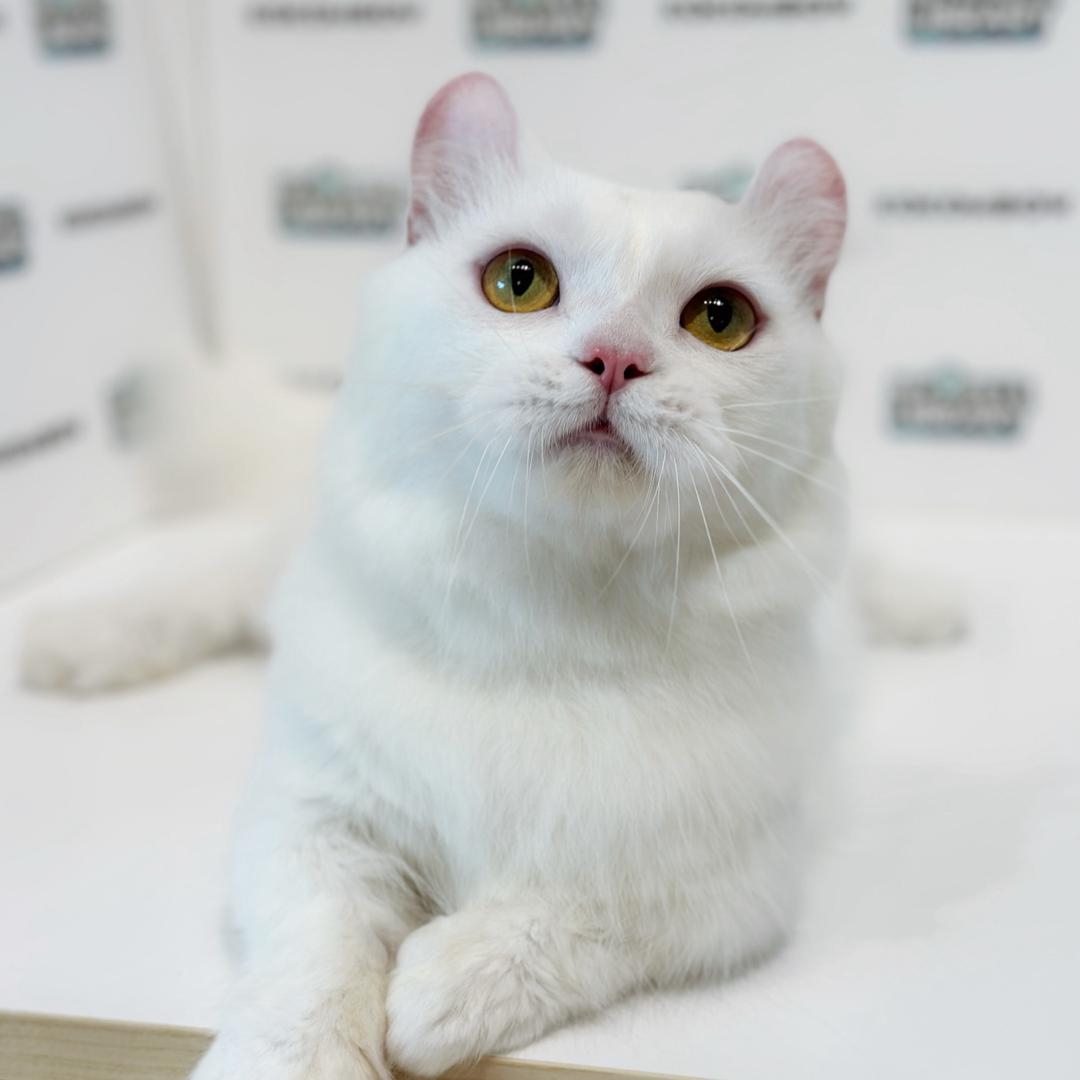 Super Short Munchkin Kinkalow Kitten