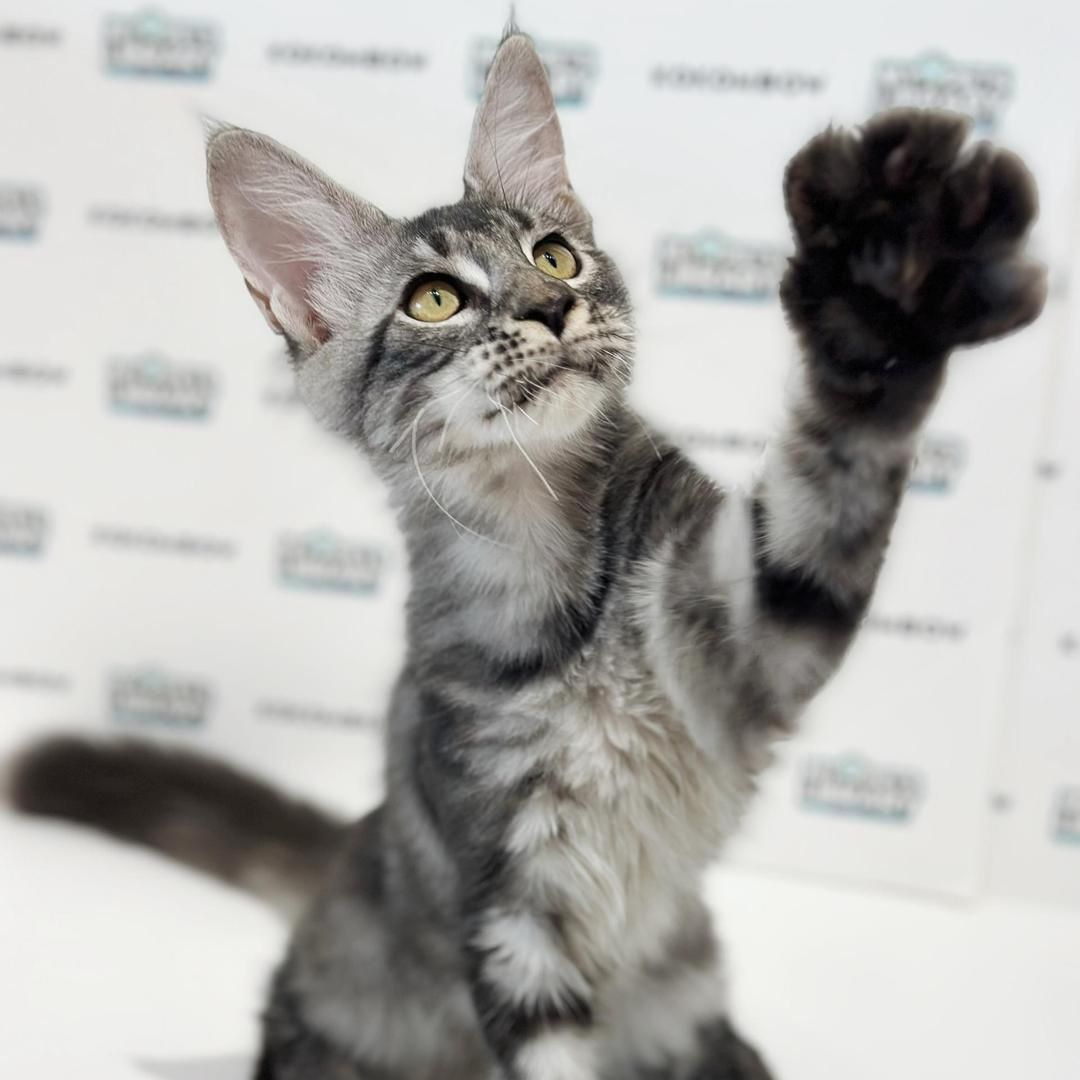 Maine Coon Kitten