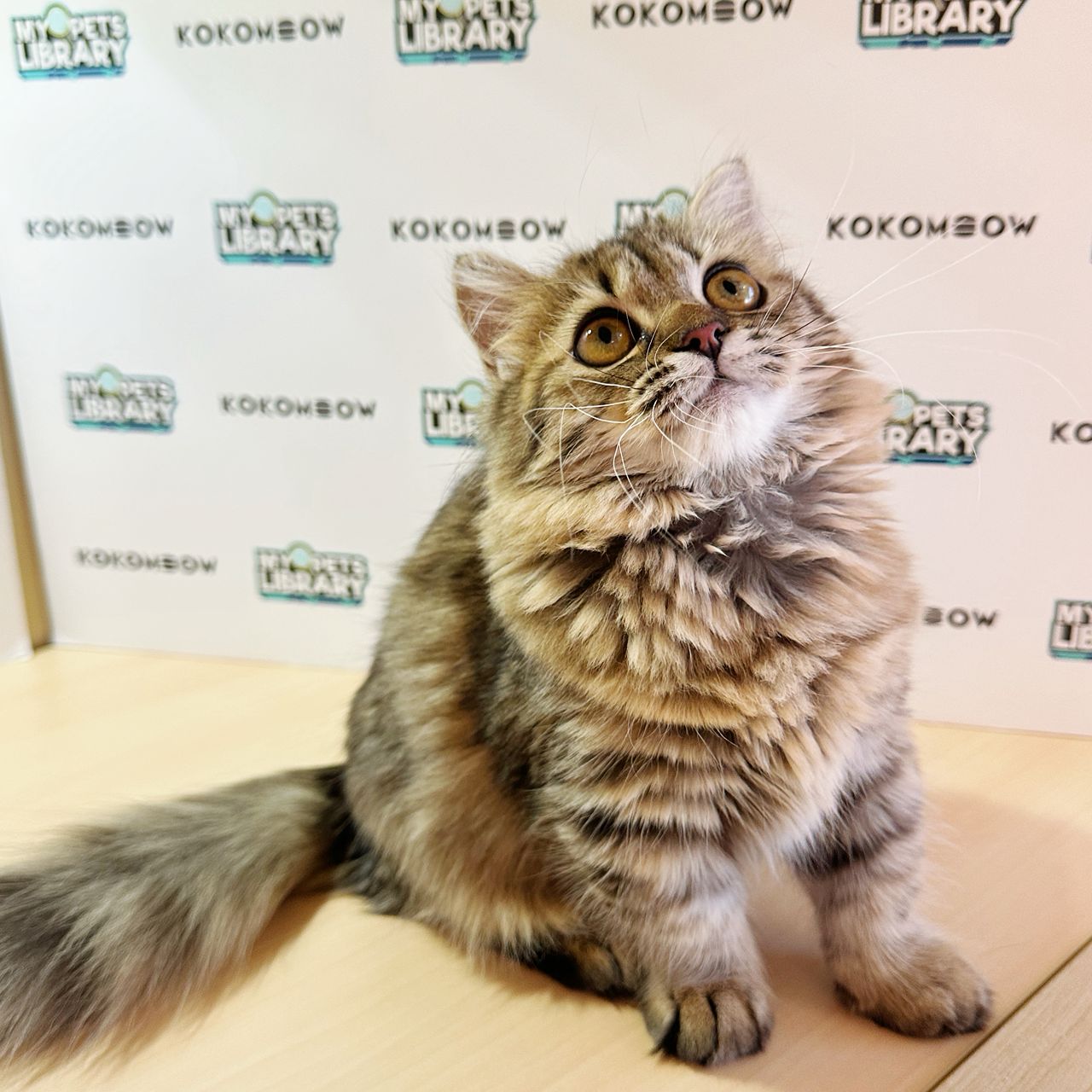 Short Leg Munchkin Longhair Kitten