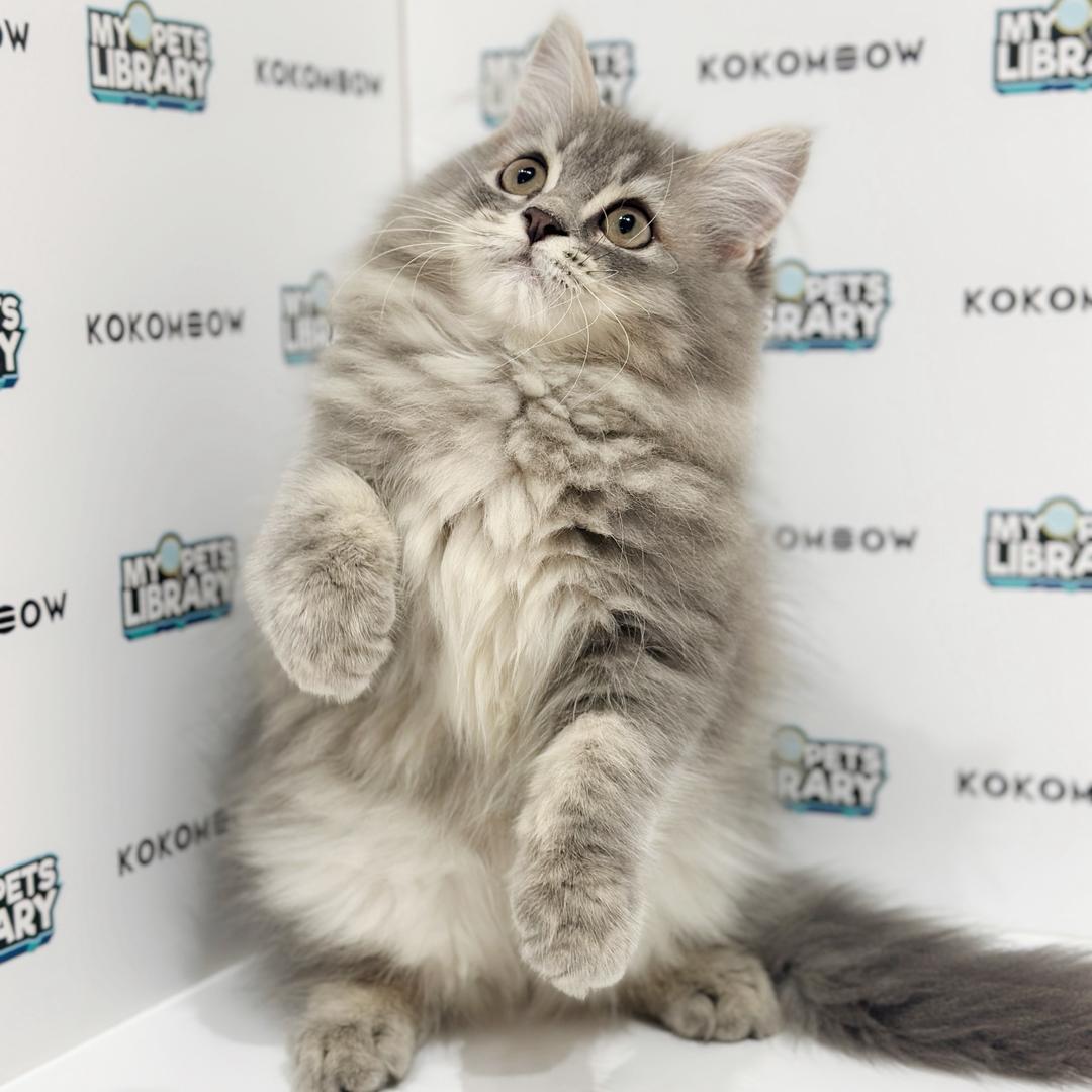 Persian British Longhair Kitten