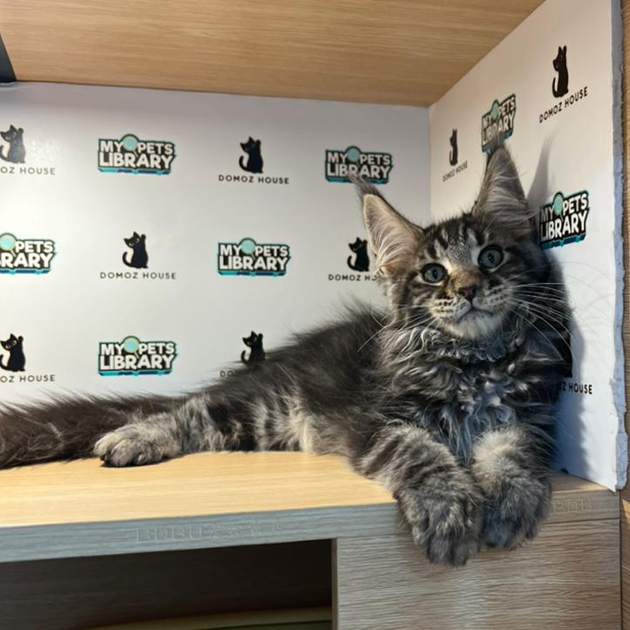 Maine Coon Kitten