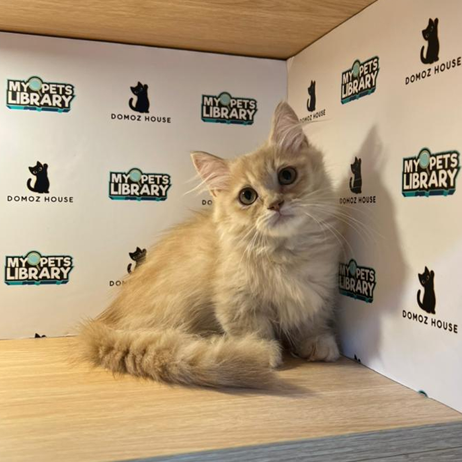 Minuet Napoleon Kitten