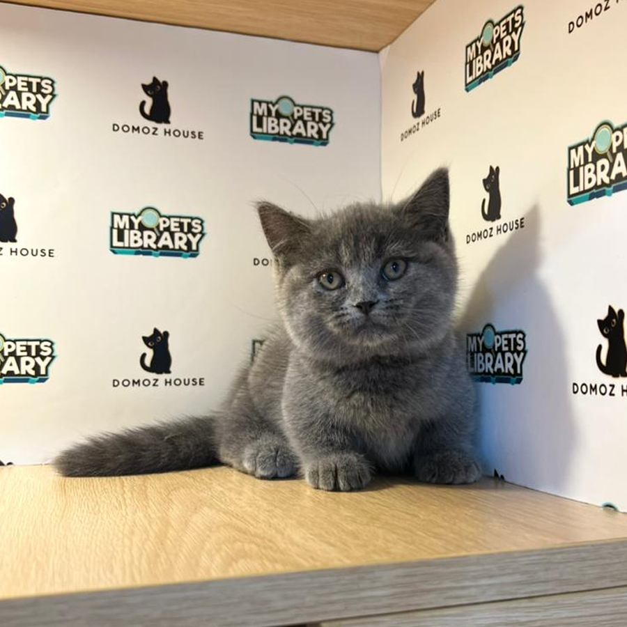Munchkin Kitten