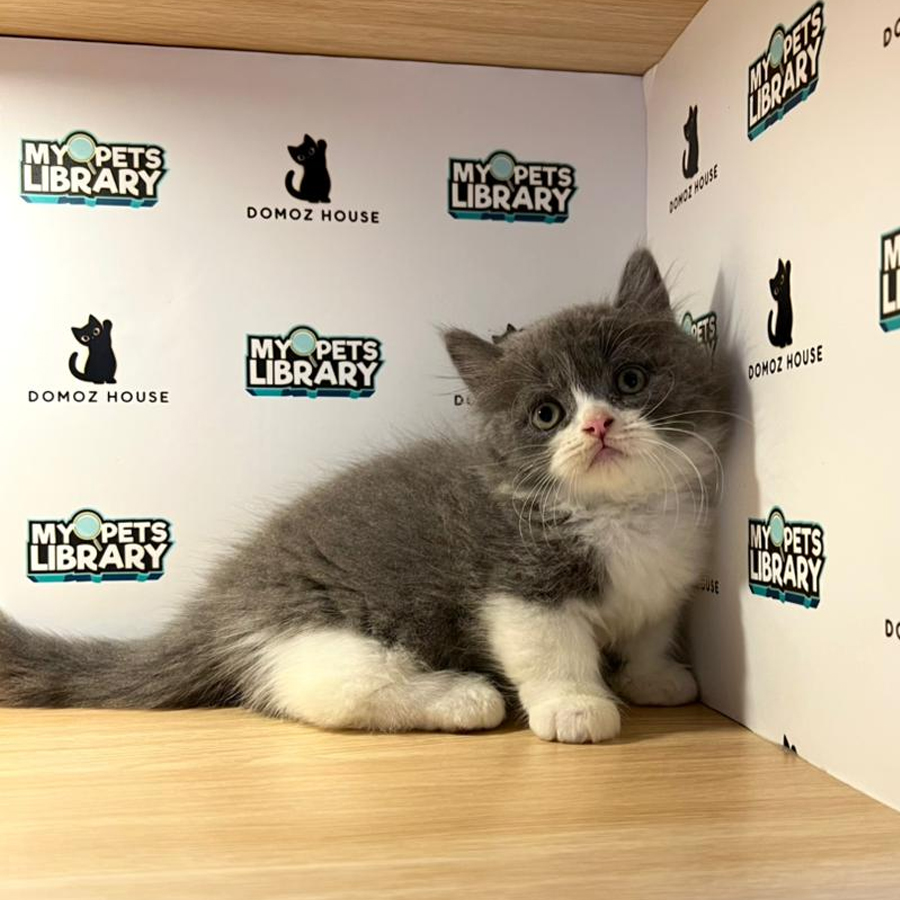 Minuet Napoleon Kitten