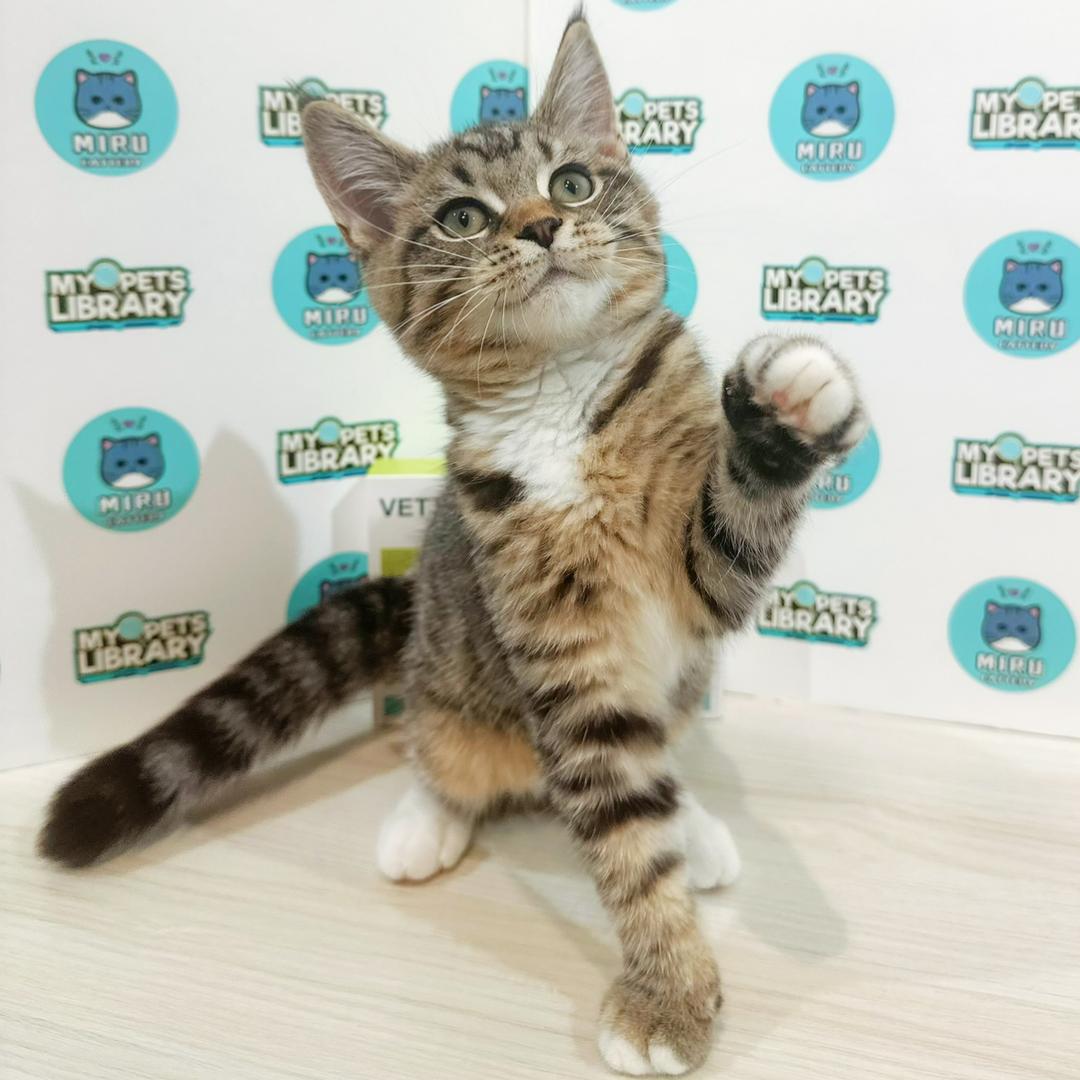 Scottishstraight Kitten