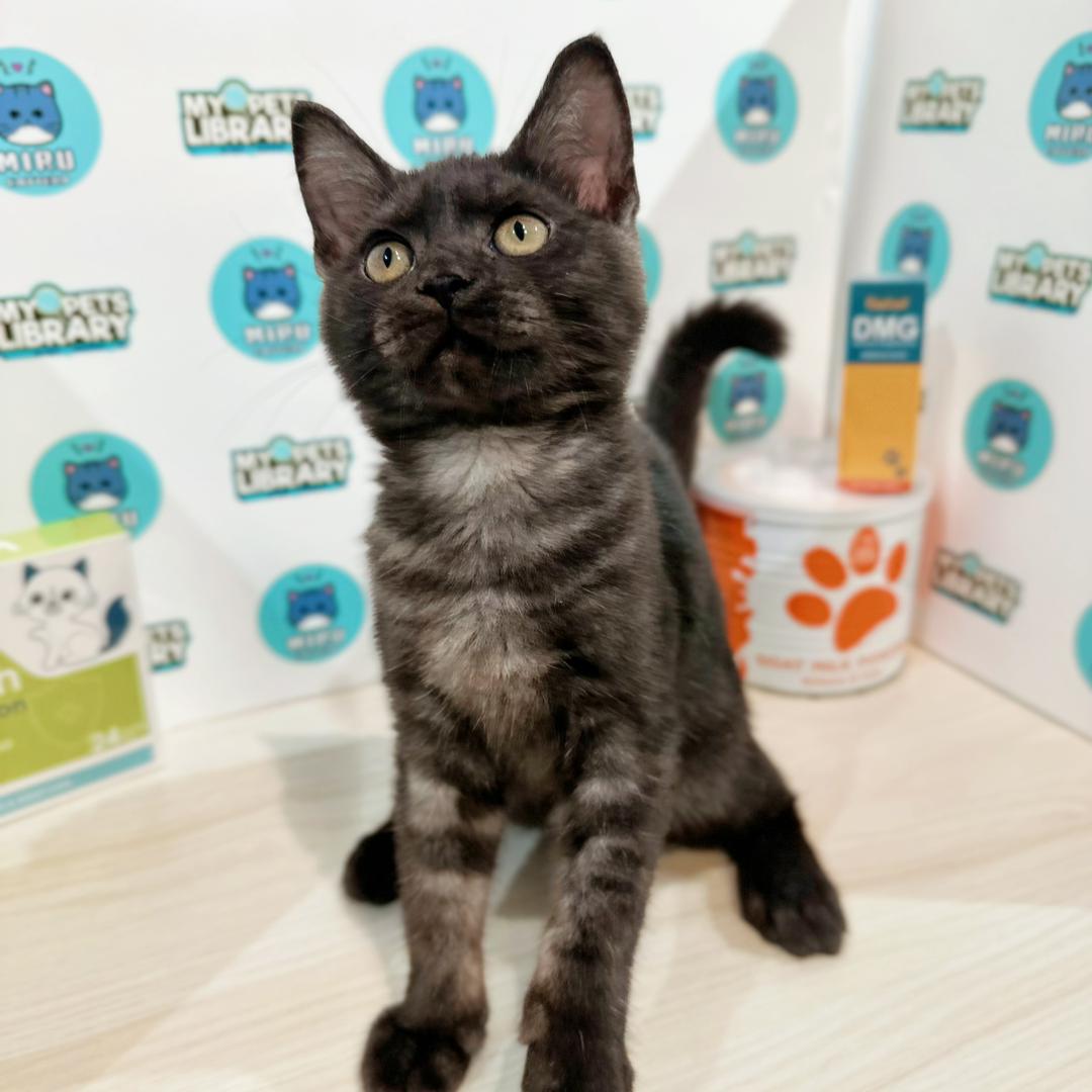 Scottishstraight Kitten