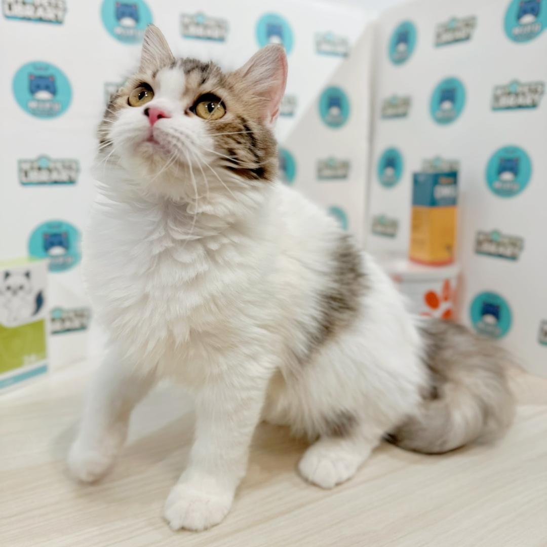 Scottishstraight Kitten