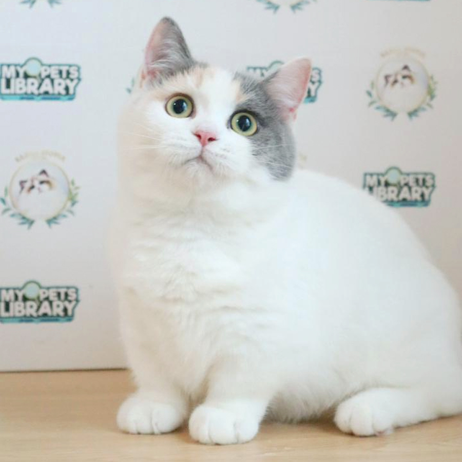 Munchkin Kitten